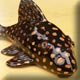 ceramic golden nugget pleco sculpture