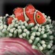 ceramic clown fish in an anemone pot