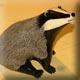 ceramic_badger_thumbnail