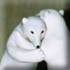 young polar bears fighting