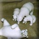 sculptures d'ours polaires en céramique