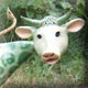 vache décoré de spirales vertes