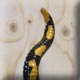 salamandre rigolo en céramique
