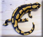 ceramic salamander sculpture