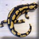 hand modelled ceramic salamander