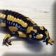 hand-made salamander