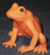 crapaud doré